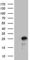 Neurocalcin Delta antibody, TA812062, Origene, Western Blot image 