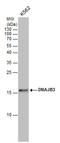 DnaJ Heat Shock Protein Family (Hsp40) Member B3 antibody, GTX120801, GeneTex, Western Blot image 