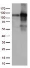 Tripartite Motif Containing 28 antibody, CF813317, Origene, Western Blot image 