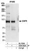 Opioid growth factor receptor antibody, A304-542A, Bethyl Labs, Immunoprecipitation image 