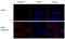 Influenza virus antibody, GTX128542, GeneTex, Immunocytochemistry image 