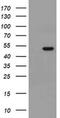 Mitochondrial Ribosomal Protein S27 antibody, MA5-26413, Invitrogen Antibodies, Western Blot image 
