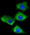 Ribosomal Protein S7 antibody, M04736, Boster Biological Technology, Immunofluorescence image 