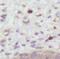 Protein Dom3Z antibody, FNab02507, FineTest, Immunohistochemistry frozen image 