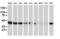 ADP-ribosylation factor GTPase-activating protein 1 antibody, M04959, Boster Biological Technology, Western Blot image 