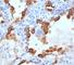 Keratin 8 antibody, V3084IHC-7ML, NSJ Bioreagents, Immunohistochemistry frozen image 