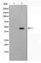HDJ1 antibody, TA347680, Origene, Western Blot image 