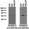 Actin Like 6B antibody, 73-311, Antibodies Incorporated, Western Blot image 