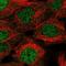 KDEL  antibody, NBP2-57105, Novus Biologicals, Immunocytochemistry image 