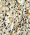 Branched Chain Amino Acid Transaminase 1 antibody, 55-059, ProSci, Immunohistochemistry paraffin image 