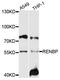 N-acylglucosamine 2-epimerase antibody, STJ112052, St John