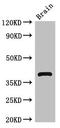 Homer Scaffold Protein 3 antibody, LS-C379756, Lifespan Biosciences, Western Blot image 