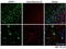 Zinc And Ring Finger 1 antibody, LS-C186637, Lifespan Biosciences, Immunohistochemistry frozen image 