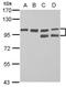 TRPM8 Channel Associated Factor 2 antibody, PA5-32110, Invitrogen Antibodies, Western Blot image 