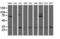 Proteasome Subunit Alpha 6 antibody, LS-C174610, Lifespan Biosciences, Western Blot image 