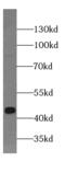 T antibody, FNab00940, FineTest, Western Blot image 