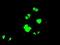 Protein phosphatase 1 regulatory subunit 7 antibody, NBP1-47924, Novus Biologicals, Immunofluorescence image 