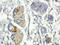 FR-beta antibody, orb156919, Biorbyt, Immunohistochemistry paraffin image 
