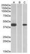 Fanconi anemia group F protein antibody, AP22410PU-N, Origene, Western Blot image 