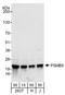 Proteasome Subunit Beta 5 antibody, A303-847A, Bethyl Labs, Western Blot image 