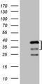 Protein Kinase AMP-Activated Non-Catalytic Subunit Beta 2 antibody, LS-C340471, Lifespan Biosciences, Western Blot image 