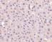 GAPDH antibody, AHP1628, Bio-Rad (formerly AbD Serotec) , Western Blot image 