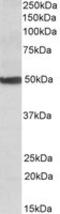 1,25-dihydroxyvitamin D(3) 24-hydroxylase, mitochondrial antibody, LS-B9225, Lifespan Biosciences, Western Blot image 