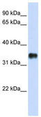 Potassium Channel Tetramerization Domain Containing 7 antibody, TA338738, Origene, Western Blot image 