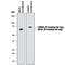 HA tag antibody, BAM0601, R&D Systems, Western Blot image 