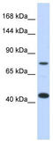Low-density lipoprotein receptor-related protein 8 antibody, TA335542, Origene, Western Blot image 