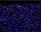 Tenomodulin antibody, orb234162, Biorbyt, Immunofluorescence image 