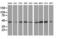 DnaJ Heat Shock Protein Family (Hsp40) Member A2 antibody, LS-C115631, Lifespan Biosciences, Western Blot image 