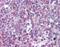 Transient Receptor Potential Cation Channel Subfamily C Member 3 antibody, orb86543, Biorbyt, Immunohistochemistry paraffin image 