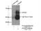 Zinc finger protein 639 antibody, 25817-1-AP, Proteintech Group, Immunoprecipitation image 