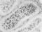 FMS antibody, MCA5956GA, Bio-Rad (formerly AbD Serotec) , Flow Cytometry image 