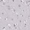RP1 Like 1 antibody, PA5-64999, Invitrogen Antibodies, Immunohistochemistry paraffin image 
