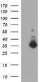 Fibronectin Type III Domain Containing 8 antibody, NBP2-45692, Novus Biologicals, Western Blot image 