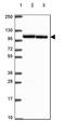 Importin 11 antibody, PA5-64308, Invitrogen Antibodies, Western Blot image 