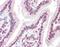 Karyopherin Subunit Alpha 4 antibody, orb88106, Biorbyt, Immunohistochemistry paraffin image 