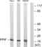Peptidylprolyl Isomerase F antibody, abx013459, Abbexa, Western Blot image 