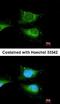 Inducible T Cell Costimulator Ligand antibody, orb13270, Biorbyt, Immunofluorescence image 