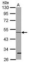 Origin Recognition Complex Subunit 4 antibody, GTX114601, GeneTex, Western Blot image 