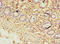 Zinc Finger Protein 19 antibody, A61934-100, Epigentek, Immunohistochemistry paraffin image 