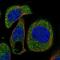 Osteoclast Stimulating Factor 1 antibody, NBP2-13718, Novus Biologicals, Immunofluorescence image 
