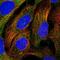 Centrosomal Protein 295 antibody, NBP1-90900, Novus Biologicals, Immunofluorescence image 