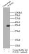 Phospholipid Scramblase 1 antibody, FNab06560, FineTest, Immunoprecipitation image 