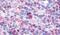 P2Y purinoceptor 6 antibody, PA5-34093, Invitrogen Antibodies, Immunohistochemistry frozen image 