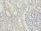 Serine dehydratase-like antibody, LS-C396991, Lifespan Biosciences, Immunohistochemistry frozen image 