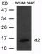 Inhibitor Of DNA Binding 2 antibody, PA5-49683, Invitrogen Antibodies, Western Blot image 