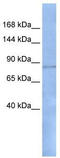 MHC class II regulatory factor RFX1 antibody, TA335799, Origene, Western Blot image 